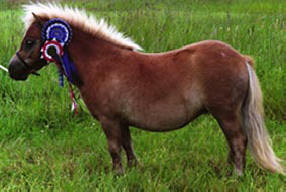 Miniature Shetland filly