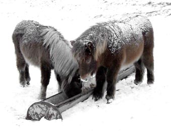 Foals in snow
