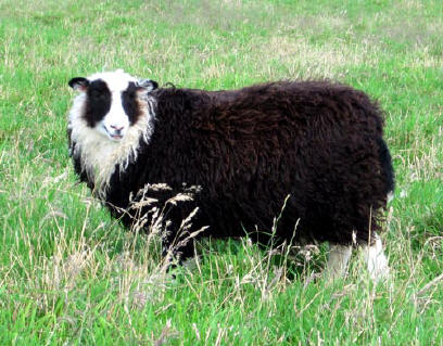 Shetland lamb 2012