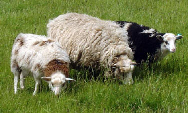 Shetland ewe & lambs