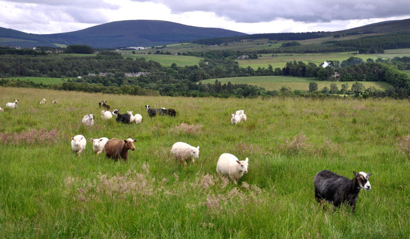 Shetland ewes with Charollais cross lambs