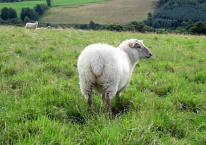 Shetland cross Charollais lamb
