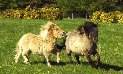 Yearling colts at play