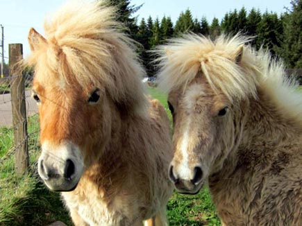 Cream chestnut dun & mushroom ponies