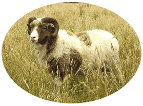 Shetland ram